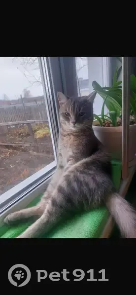 Пропала кошка, ул. Чайковского 118, Бийск - photo