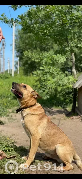 Пропала собака, Яблоневка - photo