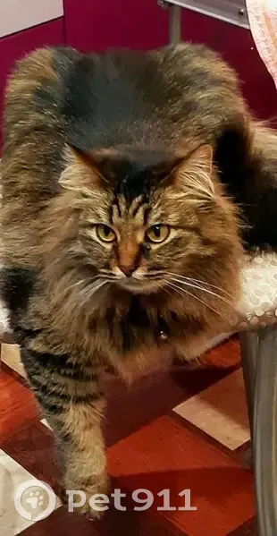 Пропала кошка, Кинешма - photo