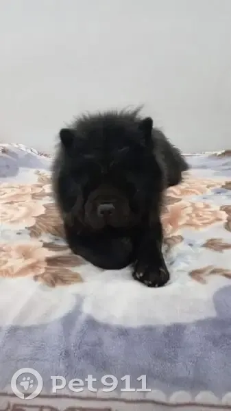 Пропала собака, Грязи - photo