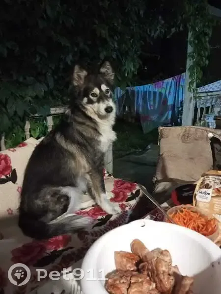 Пропала собака, Черкизово (пушкинский Р-н) - photo