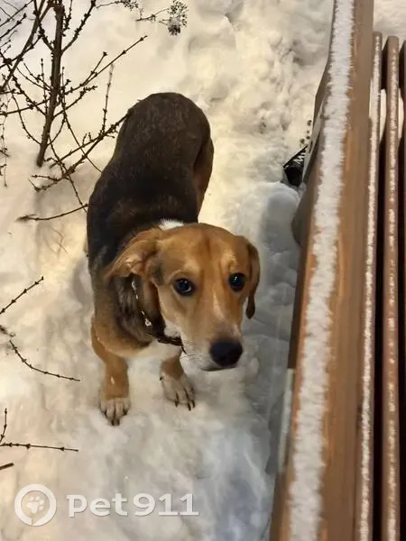 Найдена собака, Казань - photo