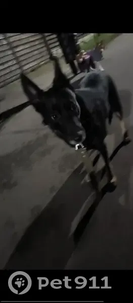 Найдена собака, Калининград - photo