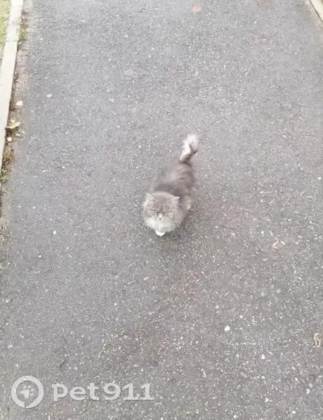 Кошка найдена в Туле, мкр. Петровский - photo