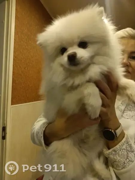 Найдена собака, Мурманск - photo