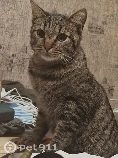 Пропала кошка, Тверь - photo