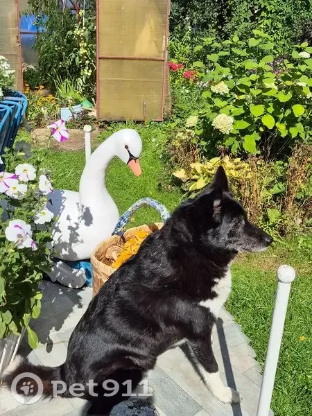 Пропала собака, Вологда - photo