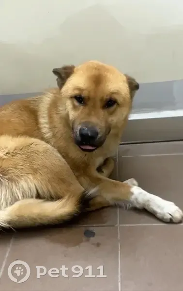 Найдена собака, Казань - photo