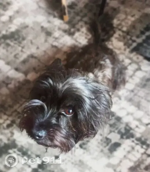 Пропала собака, Воронеж - photo