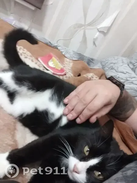 Пропала кошка, Калининский - photo