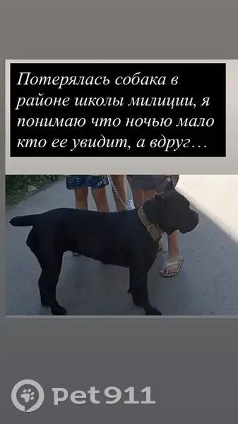 Пропала собака, Калининград - photo