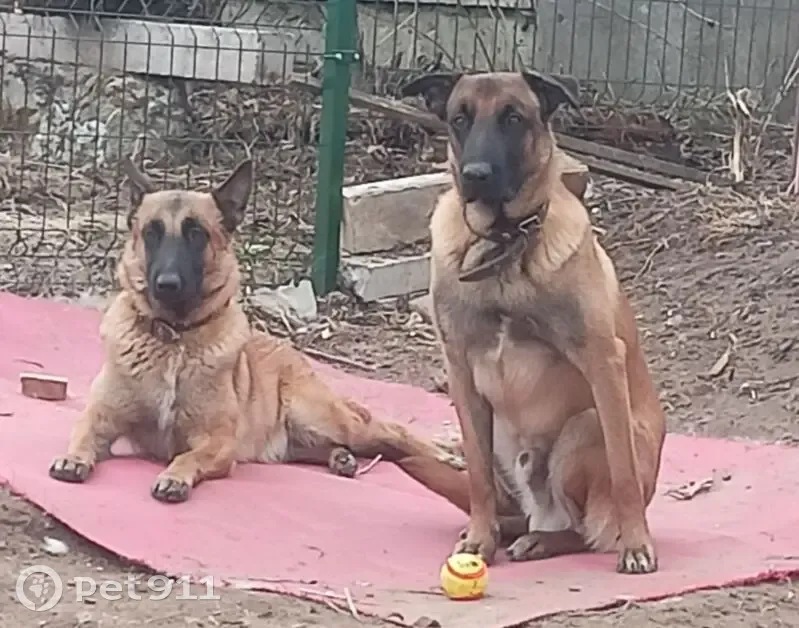 Пропала собака, Сыктывкар - photo