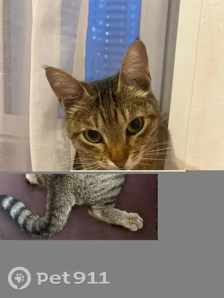 Пропала кошка, Санкт-Петербург - photo