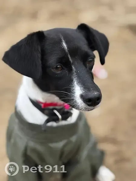 Пропала собака, Егорьевск - photo