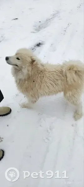 Пропал щенок самоеда в Афонино - photo