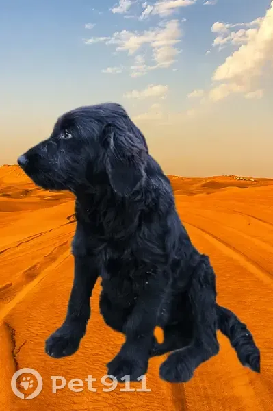 Пропала собака, Марьянская - photo