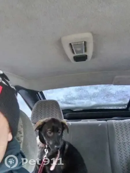 Пропала собака, Раменское - photo