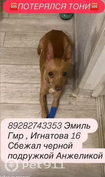 Пропал Русский той, ул. Трудовой Славы, Краснодар - photo