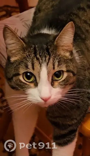 Пропала кошка в Новоглаголево, 2-я Западная - photo