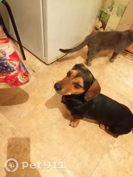 Пропала собака в Поворино, Воронежская обл. - photo