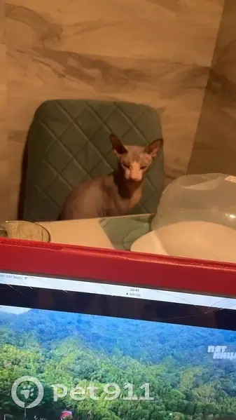 Пропала кошка, Комсомольский проспект, 9 - photo