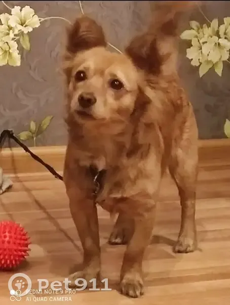 Пропала собака, ул. Тюленина 15, Прокопьевск - photo