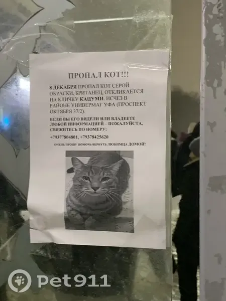 Пропала кошка, Уфа, пр. Октября, 34 - photo