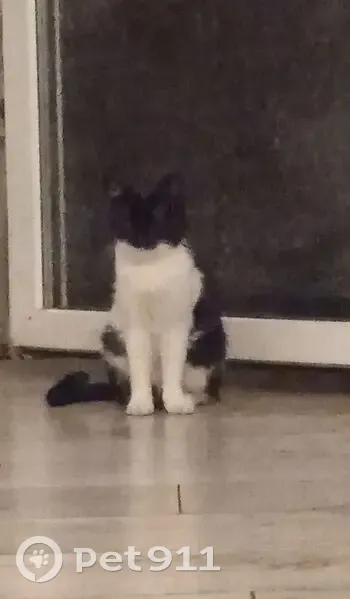 Пропала кошка, Родниковский пер., 13 - photo