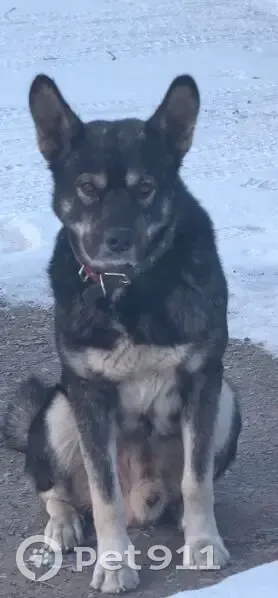 Пропала собака, ул. Осиповка, 61, Хабаровск - photo