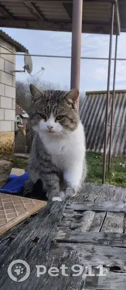 Пропала кошка, ул. Володарского, 178 - photo