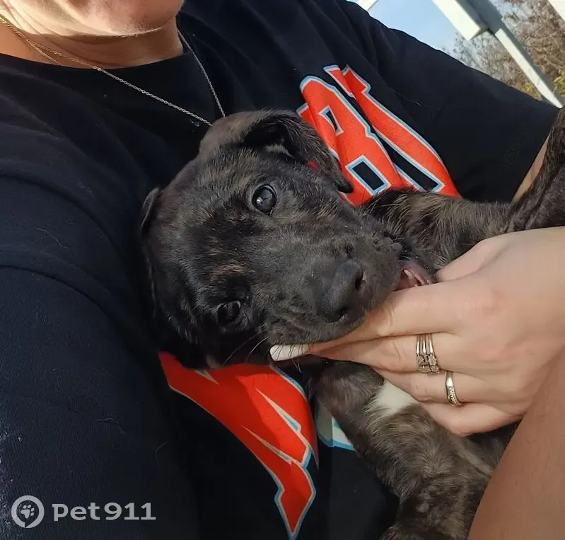 Пропала собака, Ясная ул. 48, Новороссийск - photo