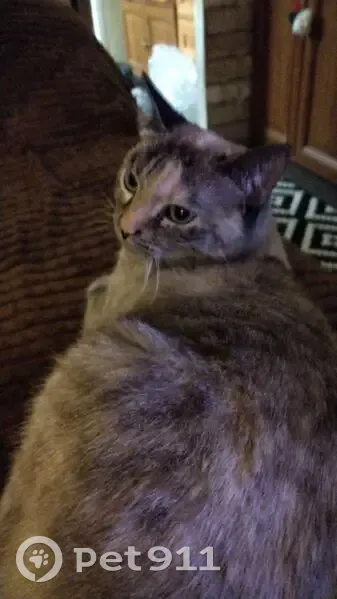 Пропала кошка, Октябрьский пер. 2, Кондопога - photo