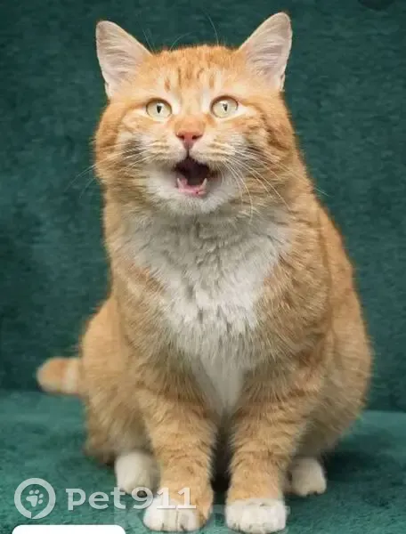 Пропал кот Персик, ул. Челюскинцев, 23А - photo