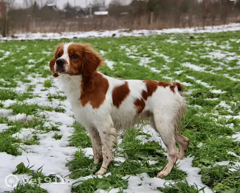 Пропала собака в Вохоново, Ленобласть - photo