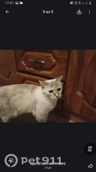 Пропала кошка, Трудовая ул., Уварово - photo