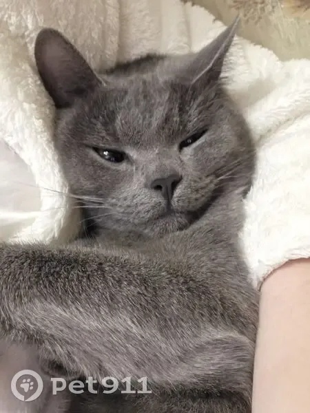 Пропала кошка, ул. Ульянова, 7, НЧ - photo