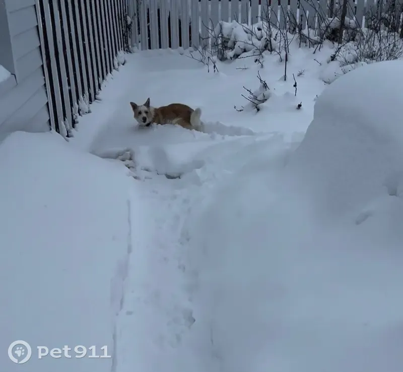 Пропала собака, Купсола, Марий Эл - photo