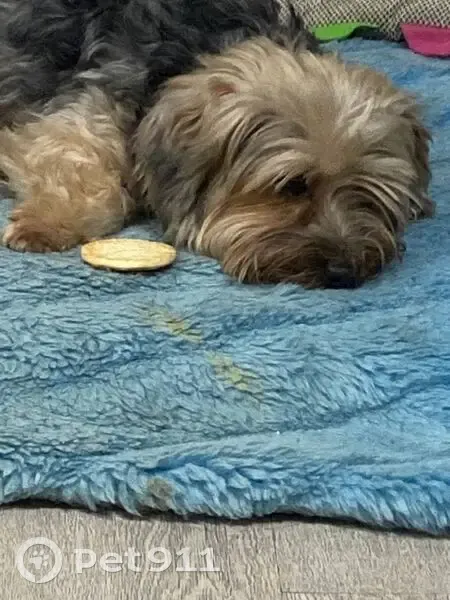 Пропала собака, Соколовская 3 к1, Рязань - photo