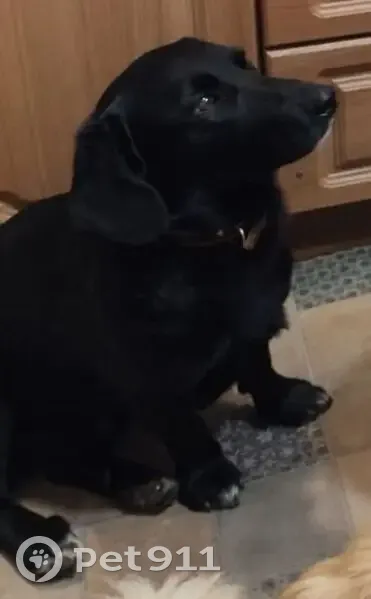 Пропала собака в Рюховском, МО - photo