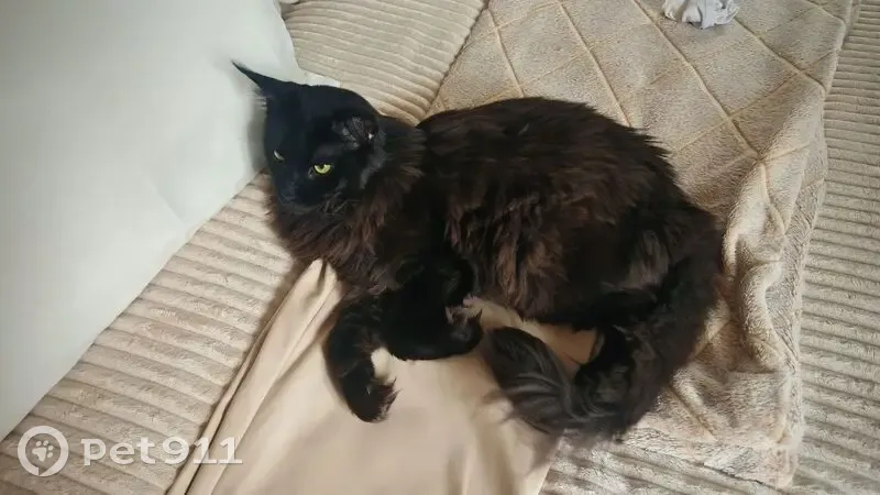 Пропала кошка, Автозаводская 29А, Ульяновск - photo