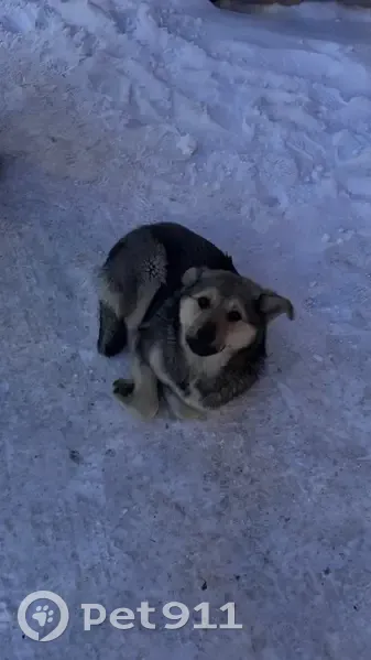 Собака найдена на Красноармейской, 54 - photo