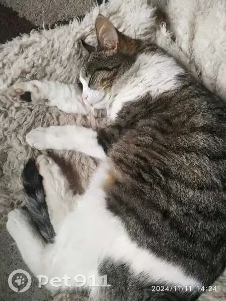 Пропала кошка у гостиницы Пулковская - photo