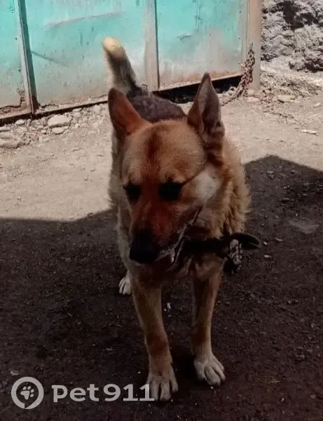 Пропала собака, ул. Гастелло, 74, Междуреченск - photo
