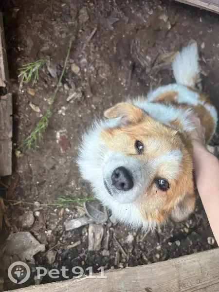 Пропала собака на ул. Степана Разина, 9 - photo