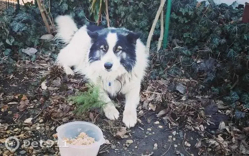 Пропала собака Бим, Краснодар, помогите! - photo