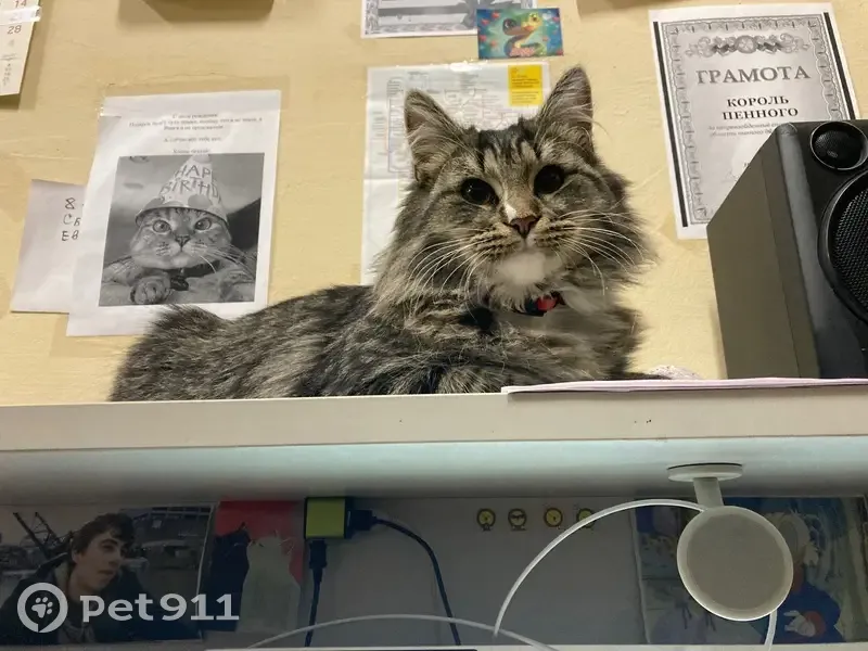 Пропала кошка, 2-й Вольный пер., Москва - photo