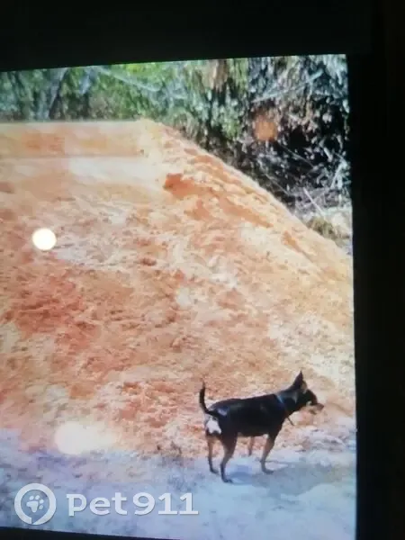 Пропала собака, Клубничная ул. 231 - photo