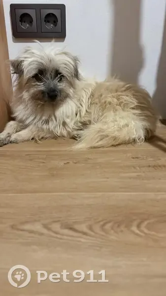 Пропала собака на Гранитной улице, СПб - photo