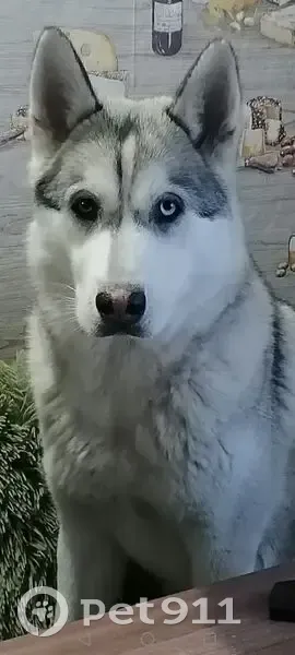 Пропали 2 хаски, Курган, Курганская обл. - photo