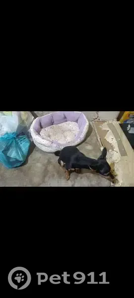 Пропала собака, ул. Баженова, 3, Тула - photo